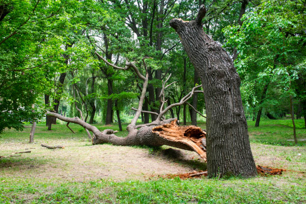 Best Commercial Tree Removal  in Somerville, NJ